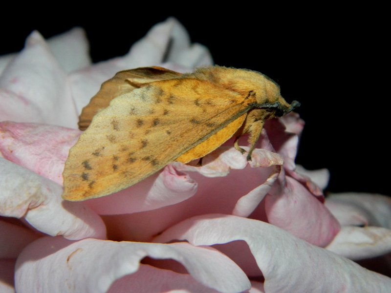 Gastropacha (Stenophylloides) populifolia